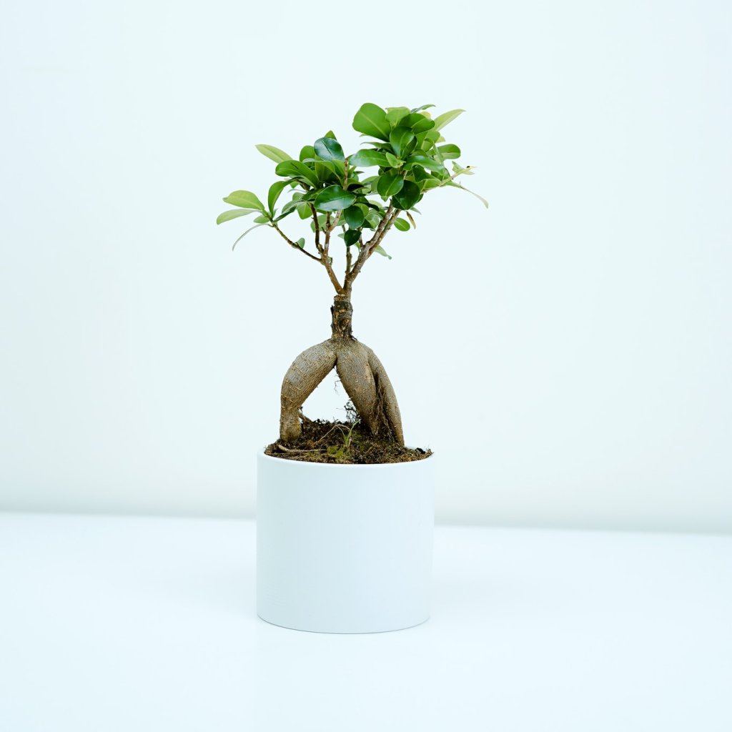 Jardinagem